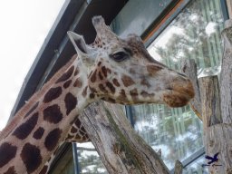 Tiergarten Schönbrunn am 20.10.2025